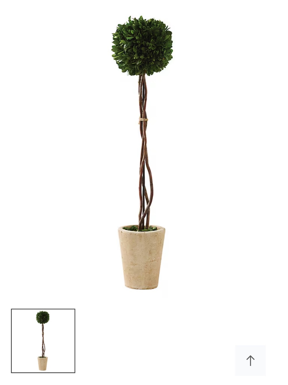 Preserved Boxwood Topiary - Single Ball - set of 4